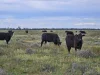 Sandy Camp Road, Quambone, NSW 2831-Image