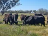 Sandy Camp Road, Quambone, NSW 2831-Image