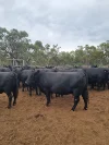 Sandy Camp Road, Quambone, NSW 2831-Image