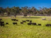 Sandy Camp Road, Quambone, NSW 2831-Image