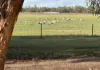 'Selbit',/83 Four Post Road, Deniliquin NSW 2710-Image