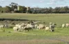 'Selbit', 83 Four Post Road, Deniliquin, NSW 2710-Image