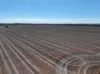 Shannonvale & Elmore Strontian Road, Boree Creek, NSW 2652-Image