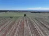 Shannonvale & Elmore Strontian Road, Boree Creek, NSW 2652-Image