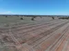 Shannonvale & Elmore Strontian Road, Boree Creek, NSW 2652-Image
