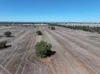 Shannonvale & Elmore Strontian Road, Boree Creek, NSW 2652-Image