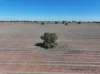 Shannonvale & Elmore Strontian Road, Boree Creek, NSW 2652-Image