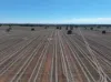 Shannonvale & Elmore Strontian Road, Boree Creek, NSW 2652-Image