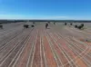 Shannonvale & Elmore Strontian Road, Boree Creek, NSW 2652-Image