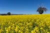 'Smiths' 5171 Cargo Road, Canowindra, NSW 2804-Image