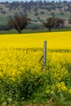 'Smiths' 5171 Cargo Road, Canowindra, NSW 2804-Image