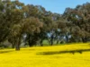 'Smiths' 5171 Cargo Road, Canowindra, NSW 2804-Image