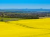 'Smiths' 5171 Cargo Road, Canowindra, NSW 2804-Image