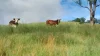 Smiths Creek Station (Block 1), Kempsey, NSW 2440-Image
