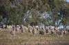 Southern Ports Highway, Robe, SA 5276-Image