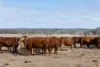 'Sunset Rise' Lot 4 McGowan Road, Westbrook, Qld 4350-Image