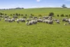 Tattersalls Lane, Moormbool West, Vic 3523-Image