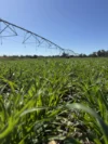 Tiagarra, 339 New Grenfell Road, Forbes, NSW 2871-Image
