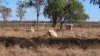 "Tooee" Barwon Highway, Goondiwindi, Qld 4390-Image