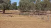 "Tooee" Barwon Highway, Goondiwindi, Qld 4390-Image