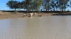 "Tooee" Barwon Highway, Goondiwindi, Qld 4390-Image
