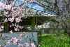 "Torwood" 799  Eualdrie Road, Grenfell, NSW 2810-Image