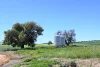 "Torwood" 799  Eualdrie Road, Grenfell, NSW 2810-Image