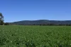 "Torwood" 799  Eualdrie Road, Grenfell, NSW 2810-Image