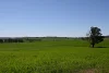 "Torwood" 799  Eualdrie Road, Grenfell, NSW 2810-Image