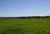 "Torwood" 799  Eualdrie Road, Grenfell, NSW 2810-Image