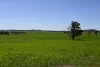 "Torwood" 799  Eualdrie Road, Grenfell, NSW 2810-Image