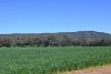 "Torwood" 799  Eualdrie Road, Grenfell, NSW 2810-Image