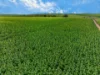 'Vater Family Aggregation', Saddleworth SA 5413-Image