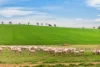 'Vater Family Aggregation', Saddleworth SA 5413-Image