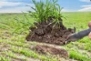 'Vater Family Aggregation', Saddleworth SA 5413-Image