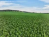 'Vater Family Aggregation', Saddleworth SA 5413-Image