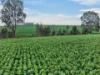 'Vater Family Aggregation', Saddleworth SA 5413-Image