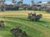 'Vater Family Aggregation', Saddleworth SA 5413-Image