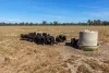 "Walangle" 84 Ercildoune Lane, Forbes NSW 2871-Image