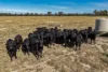 "Walangle" 84 Ercildoune Lane, Forbes NSW 2871-Image