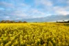 "Wareenup" Newton Road, Cranbrook WA 6321-Image