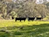 "Werribon" 201 Warrah Creek Road, Willow Tree, NSW 2339-Image