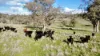 "Werribon" 201 Warrah Creek Road, Willow Tree, NSW 2339-Image