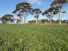 . 'Wesburra' Lease, Nukarni, WA 6480