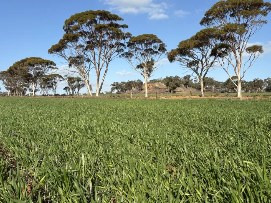 . 'Wesburra' Lease, Nukarni, WA 6480