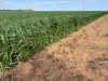 . 'Wesburra' Lease, Nukarni, WA 6480-Image