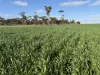 . 'Wesburra' Lease, Nukarni, WA 6480-Image