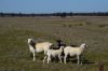 'West Tarrawonga' 56 Donnelly Road, EUMUNGERIE NSW 2822-Image
