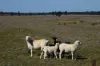 'West Tarrawonga' 56 Donnelly Road, EUMUNGERIE NSW 2822-Image