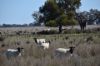 'West Tarrawonga' 56 Donnelly Road, EUMUNGERIE NSW 2822-Image